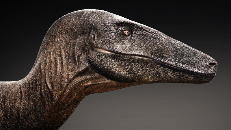Megaraptor head render.png