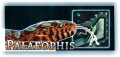 Palaeophis MAINPAGE.png